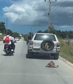 Perro es arrastrado por una jeepeta al ser amarrado en parte trasera